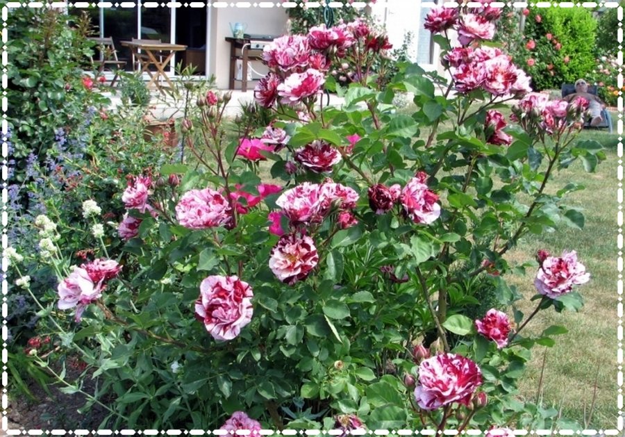 Róża wielkokwiatowa JULIO IGLESIAS